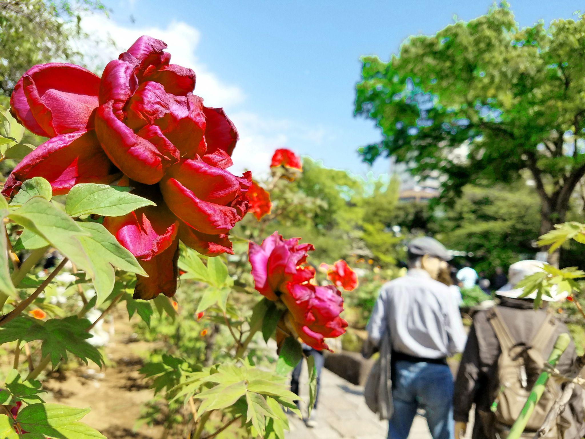 The city has become Vietnam's unofficial "Rose Capital"